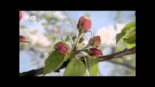 „Wie kommt der Apfel an den Baum“ aus dem Medienpaket „Der Apfelbaum“ [upl. by Gnilyarg]