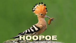 Hoopoe singing [upl. by Eiduam]