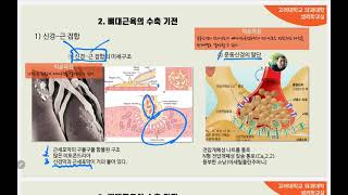 근육생리 2강 수축기전 [upl. by Eneroc384]