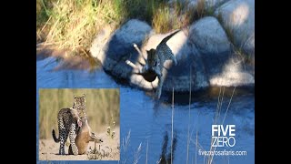 Leopard Jumps Across River with Bushbuck [upl. by Rednasela215]