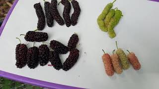 4 Different Mulberries Grafted onto 1 tree [upl. by Rina949]