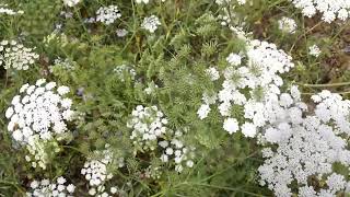 Ammi majus Flower Blooming [upl. by Olmstead285]