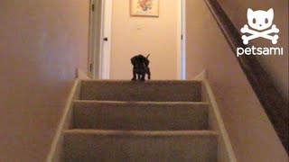 Dachshund Puppy Makes It Down Stairs With Help From Older Dog [upl. by Mauro]