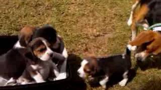 Para retozar en el parque con tus pequeños un beagle [upl. by Eenafit]