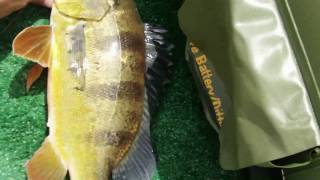 Peacock Bass Fishing Sevylor fish hunter  MIA Fishing [upl. by Ttirb311]