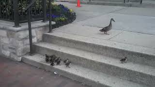 Ducklings vs Stairs [upl. by Thebazile446]