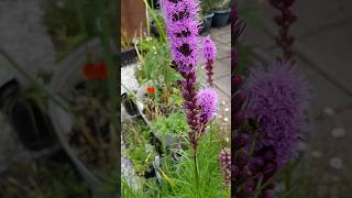 Liatris a beautiful plant for Bees [upl. by Prebo]