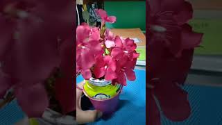 new flowers pot using waste materials garden portulaca flower plz like and subscribe [upl. by Colvin]