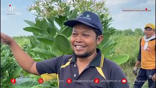 Petani di Kudus dari Melon Pindah ke Tembakau Ini Alasannya [upl. by Camroc32]