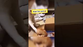 Cat and dog funny videos🐶🐱  Funny Animal Videos shorts cat funnyvideo trendingshorts [upl. by Amos]