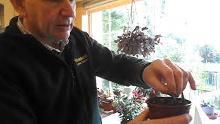 Money plant  How to propagate  Jade aka Money plant  How to propagate this popular house plant [upl. by Sproul]