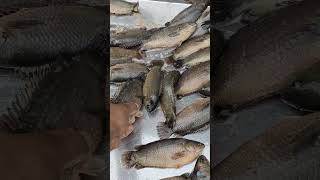 Big Climbing Fish Nice Video In fish market l amazing koi fish videoshortvideo [upl. by Enelram]