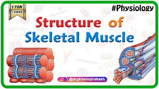 Structure of a skeletal muscle  Muscle Physiology Animations  USMLE videos [upl. by Yanrahs455]