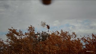 2023 South Dakota Pheasant Opener [upl. by Artnoed]