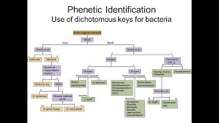 Creating a dichotomous key Phenetic identification of bacteriaPart 2 [upl. by Deidre]