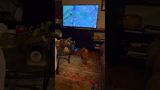 Yeti toy poodle barking at dogs on tv 252024 [upl. by Aciretehs]