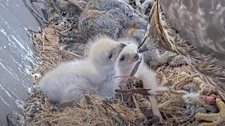 Big Red Serves Nestlings A Chipmunk Dinner At Cornell Hawks Nest – May 1 2024 [upl. by Harima]