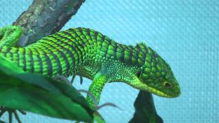 Abronia graminea malewmv [upl. by Akitan]