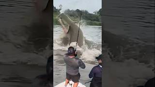 Giant Catfish Caught by Angler 🦭🐟🐲🐙 giantcreature derpseafishing [upl. by Aihsemat]