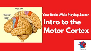 Intro to the Motor Cortex [upl. by Aleinad]