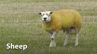 Texel Sheep Sounds [upl. by Chak775]