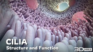 The structure and function of Cilia  3D Animation [upl. by Kimberli]