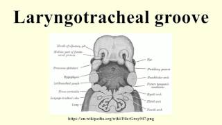 Laryngotracheal groove [upl. by Inkster789]