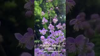 Thalictrum delavayi 偏翅唐松草 [upl. by Aivatnuahs]