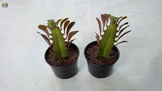 How to Propagate Euphorbia Trigona or African Milk Tree from Stem Cutting [upl. by Assenna]