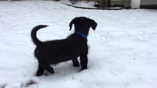 Min Pinnypoo puppy playing in the snow [upl. by Kcirrag]