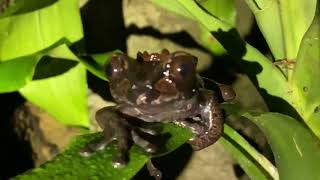 Anotheca spinosa  Rana arboricola de corona  Crowned treefrog [upl. by Honeywell291]