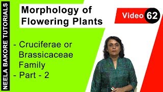 Morphology of Flowering Plants  NEET  Cruciferae or Brassicaceae Family  Part 2  Neela Bakore [upl. by Yusem737]