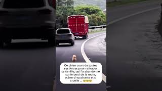 Avant vos voyages penser à trouver une solution pour votre 🐶 Des dog sitters existent [upl. by Hilton63]