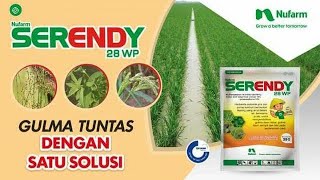 CARA APLIKASI HERBISIDA SERENDY 28 WP YANG BAIK amp BENAR  Nufarm Indonesia [upl. by Ezitram]