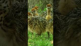 How do ostriches defend their youngostrichesbabyanimalwordwildanimals foryou funny [upl. by Lavud]