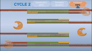 Polymerase Chain Reaction PCR [upl. by Anna-Diane]