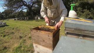 TUTO APICULTURE comment monter une ruche éleveuse en vu de faire de lélevage de reines [upl. by Dinnie]