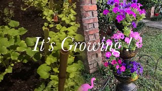 New Video  Raised Garden Update  New Planter From Aldi [upl. by Heurlin]