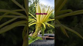 How to pollinate dragon fruit flowers [upl. by Nauqes434]