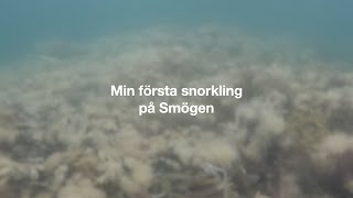 Västerhavsveckan  Min första snorkling på Smögen [upl. by Kory]