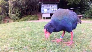 The rare Takahe bird in Zealandia Wellington  NZ [upl. by Amsirak]