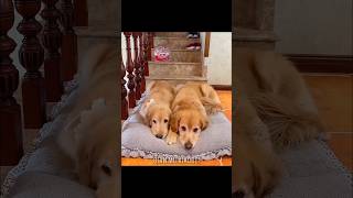 Dogs Friendship 🥹🥰 tiktok facts tiktokvideo shortvideo [upl. by Rolecnahc]