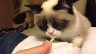 Grumpy Cat getting treats after being on the TODAY show [upl. by Marris863]