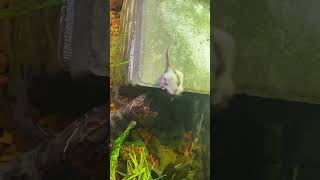 Caiman live feedings￼ livefeeding dwarfcaiman I legally own none of the rights to this music [upl. by Dygall38]