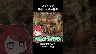 栽培者ちゃんの毒キノコ紹介：イタチタケ 毒キノコ 執政官ちゃん 栽培者ちゃん [upl. by Ailati]