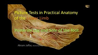 Picture Tests in Anatomy Posterior leg and sole 1 [upl. by Melamed]