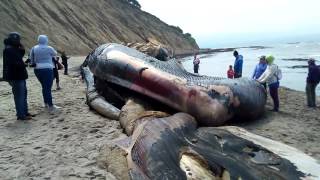 Blue Whale Agate Beach Bolinas CA [upl. by Stutsman422]