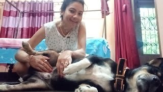 My Dog Shinchan ​​Gets So Happy When I Rub His Belly [upl. by Jone]