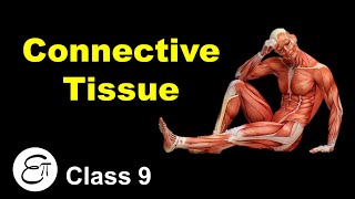 Connective Tissue and its Types  Animal Tissues Part 3  in Hindi for Class 9 [upl. by Nnoj436]