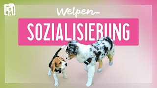 Welpen sozialisieren  so wird euer Welpe perfekt alltagstauglich [upl. by Akina]